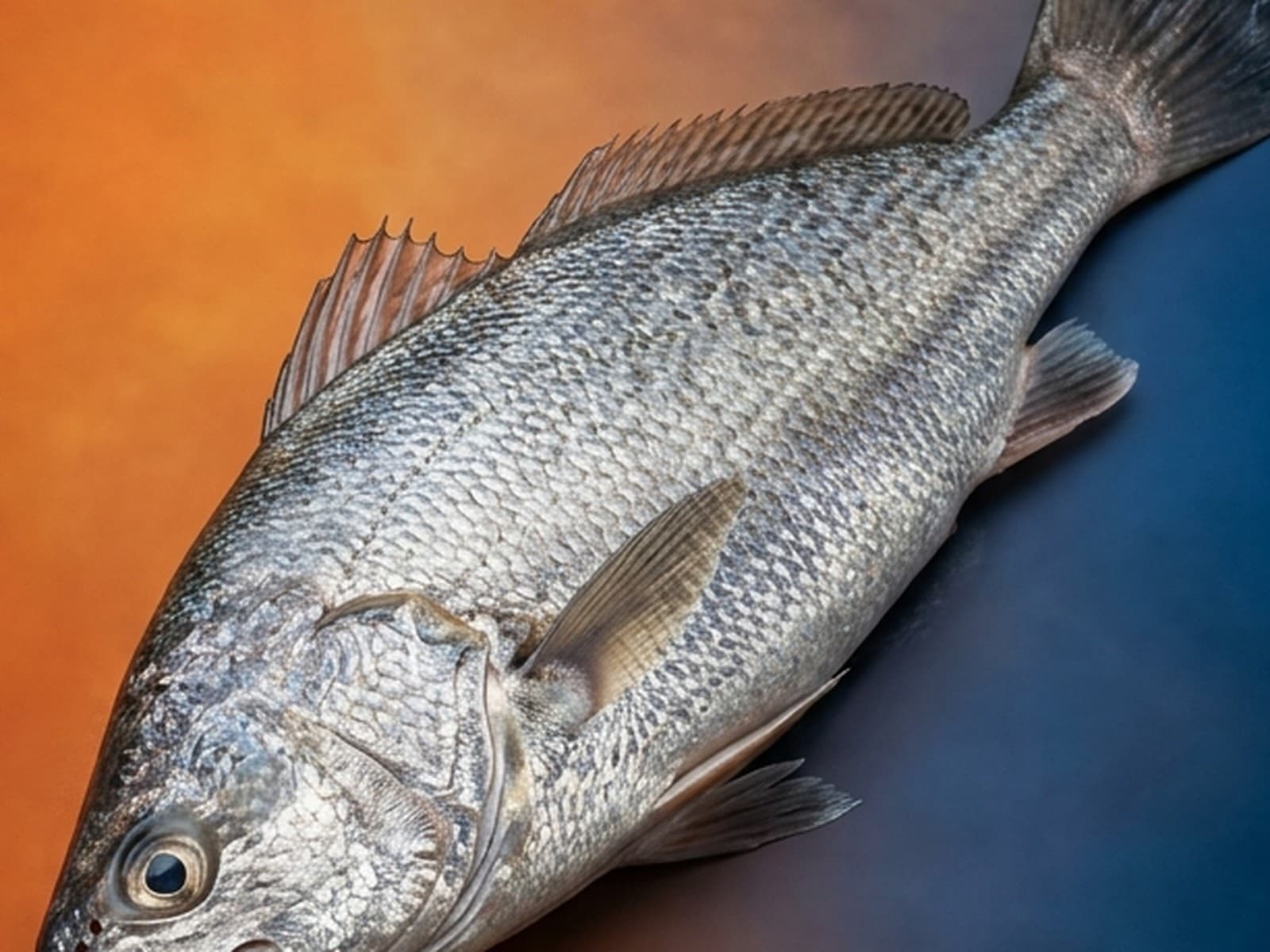 Close-up of a whole whitemouth croaker, skin and texture